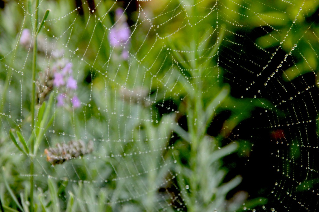 lavenderweb